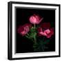 Anemone-Magda Indigo-Framed Photographic Print