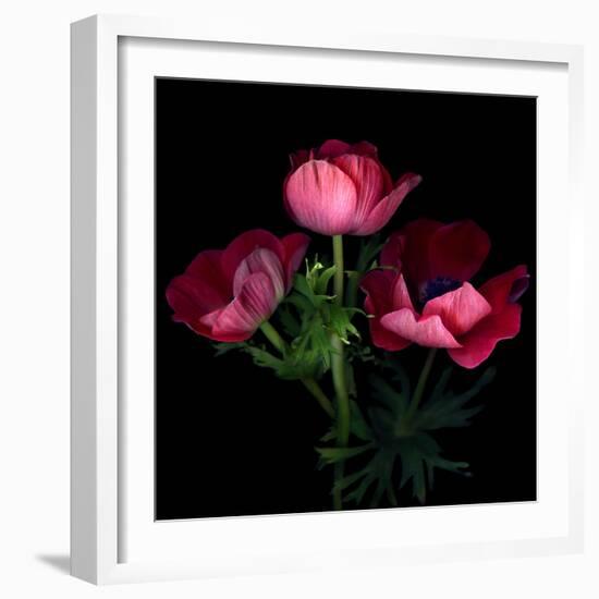 Anemone-Magda Indigo-Framed Photographic Print