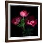 Anemone-Magda Indigo-Framed Photographic Print