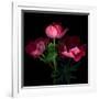 Anemone-Magda Indigo-Framed Photographic Print