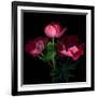 Anemone-Magda Indigo-Framed Photographic Print