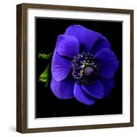 anemone-Magda Indigo-Framed Photographic Print