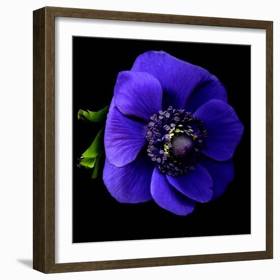 anemone-Magda Indigo-Framed Photographic Print