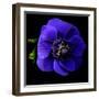 anemone-Magda Indigo-Framed Photographic Print