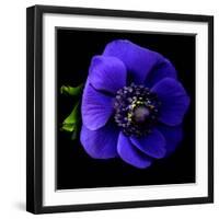 anemone-Magda Indigo-Framed Photographic Print