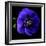 anemone-Magda Indigo-Framed Photographic Print