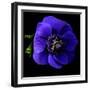 anemone-Magda Indigo-Framed Photographic Print