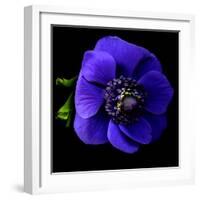 anemone-Magda Indigo-Framed Photographic Print