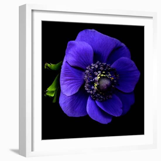 anemone-Magda Indigo-Framed Photographic Print