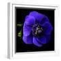 anemone-Magda Indigo-Framed Photographic Print