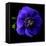 anemone-Magda Indigo-Framed Stretched Canvas