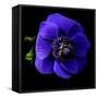 anemone-Magda Indigo-Framed Stretched Canvas