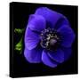 anemone-Magda Indigo-Stretched Canvas