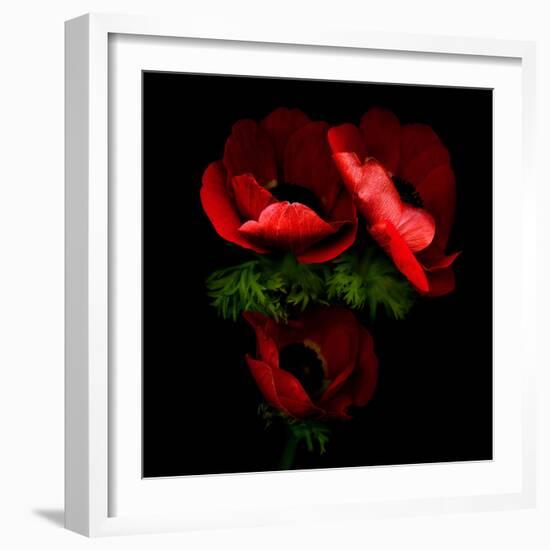 anemone-Magda Indigo-Framed Photographic Print