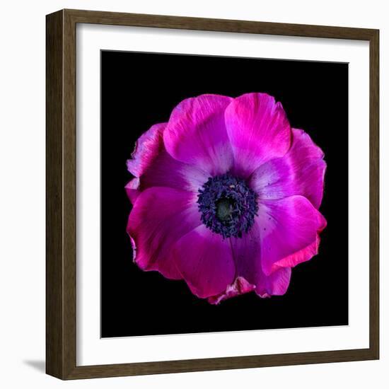 anemone-Magda Indigo-Framed Photographic Print