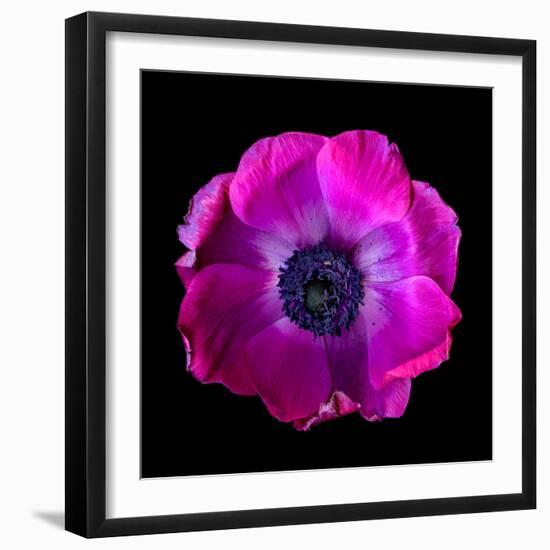 anemone-Magda Indigo-Framed Photographic Print