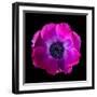 anemone-Magda Indigo-Framed Photographic Print