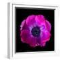 anemone-Magda Indigo-Framed Photographic Print