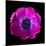 anemone-Magda Indigo-Mounted Photographic Print