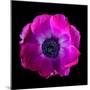 anemone-Magda Indigo-Mounted Photographic Print