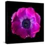 anemone-Magda Indigo-Stretched Canvas