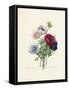 Anemone-Pierre-Joseph Redouté-Framed Stretched Canvas