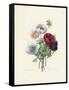 Anemone-Pierre-Joseph Redouté-Framed Stretched Canvas