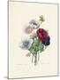 Anemone-Pierre-Joseph Redouté-Mounted Giclee Print