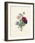 Anemone-Pierre-Joseph Redouté-Framed Giclee Print