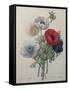 Anemone-Pierre-Joseph Redoute-Framed Stretched Canvas