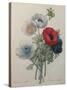 Anemone-Pierre-Joseph Redoute-Stretched Canvas