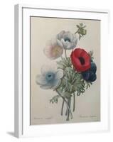 Anemone-Pierre-Joseph Redoute-Framed Art Print