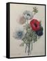 Anemone-Pierre-Joseph Redoute-Framed Stretched Canvas