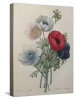 Anemone-Pierre-Joseph Redoute-Stretched Canvas