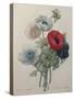 Anemone-Pierre-Joseph Redoute-Stretched Canvas