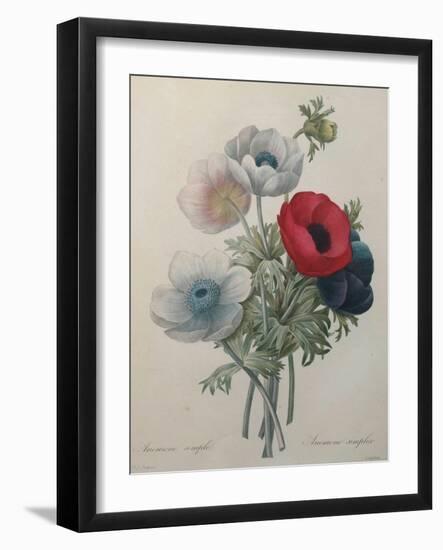 Anemone-Pierre-Joseph Redoute-Framed Art Print