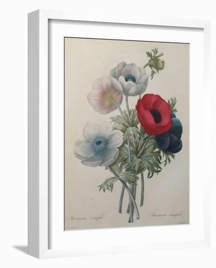 Anemone-Pierre-Joseph Redoute-Framed Art Print