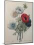 Anemone-Pierre-Joseph Redoute-Mounted Art Print