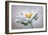 Anemone-Mandy Disher-Framed Photographic Print