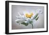 Anemone-Mandy Disher-Framed Photographic Print