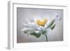 Anemone-Mandy Disher-Framed Photographic Print