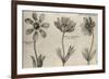 Anemone-null-Framed Giclee Print