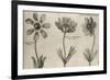 Anemone-null-Framed Giclee Print