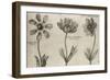 Anemone-null-Framed Giclee Print