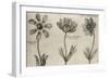 Anemone-null-Framed Giclee Print