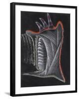 Anemone-Philip Henry Gosse-Framed Giclee Print