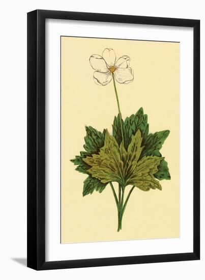 Anemone-null-Framed Art Print