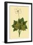 Anemone-null-Framed Art Print