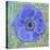 Anemone-Cora Niele-Stretched Canvas