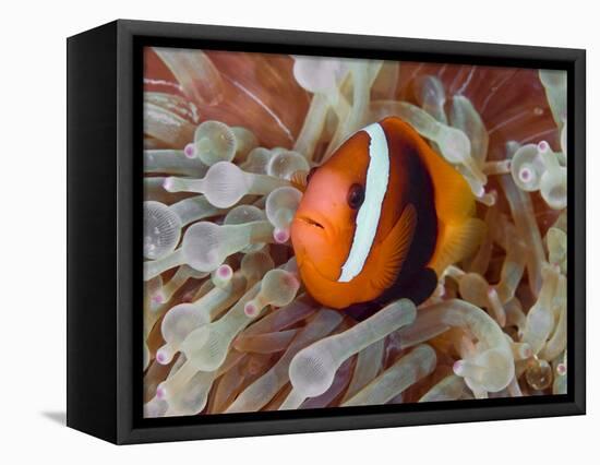 Anemonefish Among Poisonous Tentacles, Raja Ampat, Indonesia-null-Framed Stretched Canvas